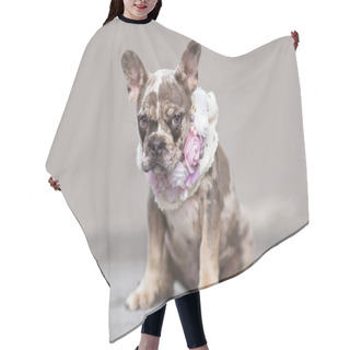 Personality  Cute Merle Colored French Bulldog Dog Puppy With Mottled Patches Wearing A Floral Collar In Front Of Gray Background Hair Cutting Cape