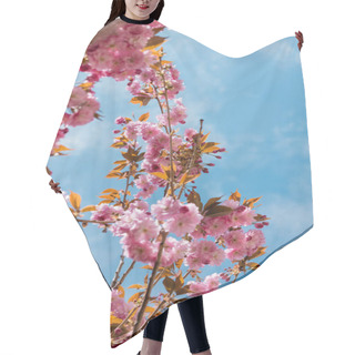 Personality  Bottom View Of Blooming And Japanese Cherry Tree Against Blue Sky Hair Cutting Cape