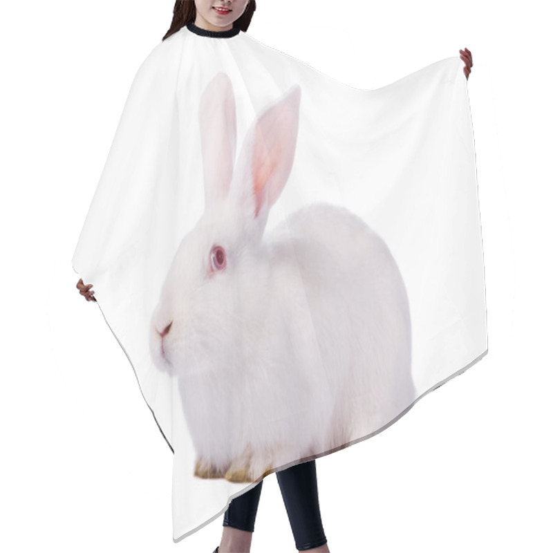 Personality  Timid Young White Rabbit Isolated On White Background Hair Cutting Cape