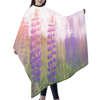 Personality  Beautiful Blue And Violet Lupines  In Rural Field At  Sunrise (sunset). Natural Floral Background Hair Cutting Cape