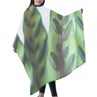 Personality  Close Up View Of Calathea Lancifolia Leaves On Blurred Background Hair Cutting Cape