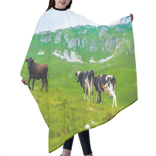 Personality  Cows Grazing On Green Valley In Durmitor Massif, Montenegro Hair Cutting Cape