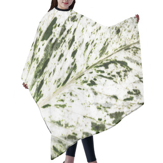 Personality  Dieffenbachia Background Hair Cutting Cape