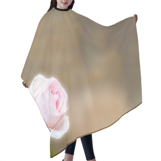 Personality  White Rose In Blooming With Copy Space For Text Hair Cutting Cape