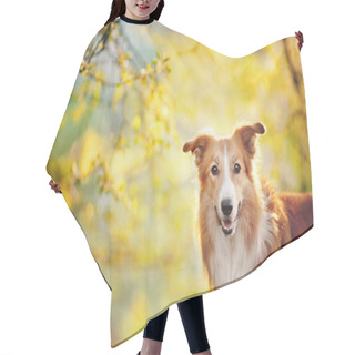 Personality  Border Collie Portrait On Sunshine Background Hair Cutting Cape