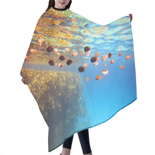 Personality  Coral Reef And Fishes. Hair Cutting Cape