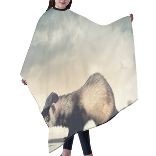 Personality  Funny Ferret In Hat Hair Cutting Cape