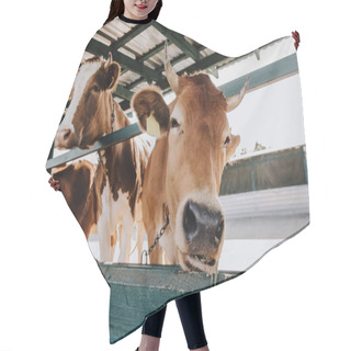 Personality  Portrait Of Domestic Beautiful Cow Standing In Stall At Farm Hair Cutting Cape