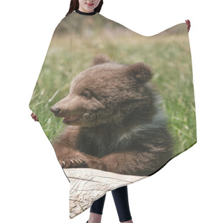 Personality  Grizzly Bear Cub Sitting On The Log Hair Cutting Cape