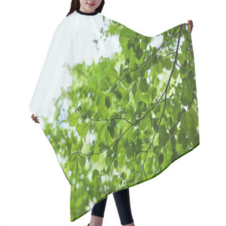 Personality  Low Angle View Of Green Leaves On Blue Sky Background Hair Cutting Cape