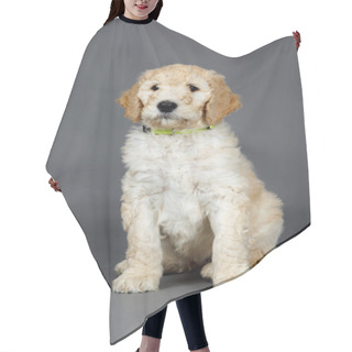 Personality  Cute Goldendoodle Pup Hair Cutting Cape