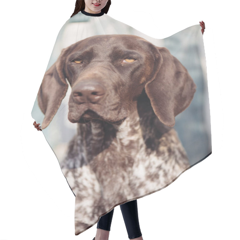 Personality  Dog Portrait. German Pointer Dog In Garden. Hair Cutting Cape