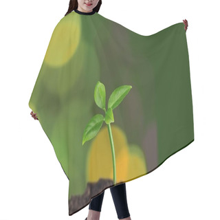 Personality  Green Plant In Soil, Close-up View  Hair Cutting Cape