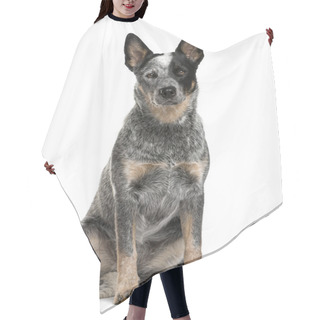 Personality  Australian Cattle Dog Sitting In Front Of A White Background Hair Cutting Cape