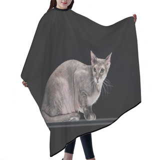 Personality  Pedigreed Grey Sphynx Cat Sitting Isolated On Black Hair Cutting Cape