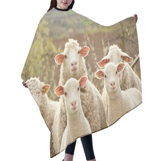 Personality  Sheep And Lambs Hair Cutting Cape