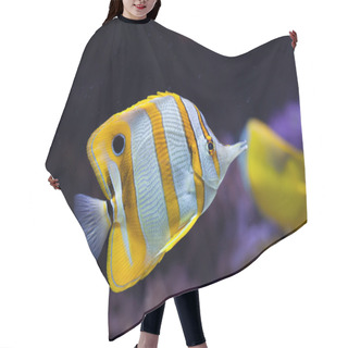 Personality  Copperband Butterflyfish (Chelmon Rostratus). Hair Cutting Cape