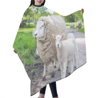 Personality  White Mother Sheep And Lamb Standing On Road Hair Cutting Cape