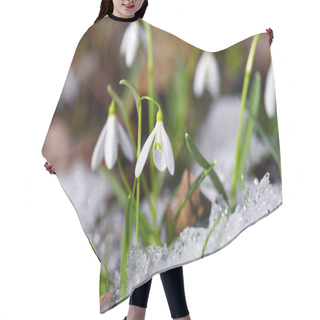 Personality  Snowdrops (Galanthus) In The Spring Forest Hair Cutting Cape