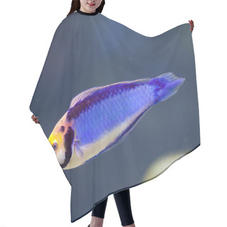 Personality  Red-eye Wrasse (Cirrhilabrus Solorensis) Hair Cutting Cape