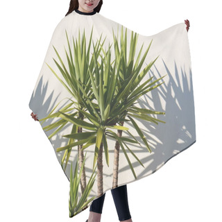 Personality  Green Dracaena Leaves And Leaf Shadow Against A White Wall.  Bright Representative Of The Drazenov Family. Hair Cutting Cape