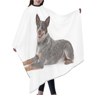 Personality  Friendly Australian Cattle Dog Laying Hair Cutting Cape