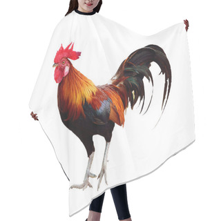 Personality  Chicken Isolated On White Background Hair Cutting Cape