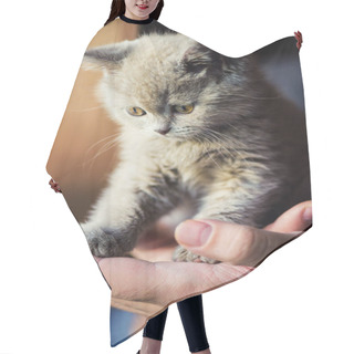 Personality  Cute Little Kitten On Background Hair Cutting Cape
