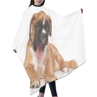 Personality  German Boxer Puppy On White Hair Cutting Cape