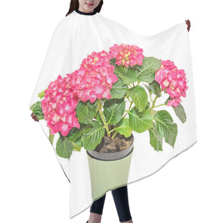 Personality  Red And Pink Hydrangea Flowers In A Green Flowerpot, Hortensia Hair Cutting Cape
