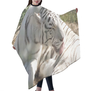 Personality  Sunlight On Striped White Tiger Licking Fur In Zoo Hair Cutting Cape
