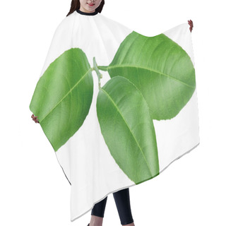 Personality  Citrus Leaves Isolated On A White Background Hair Cutting Cape