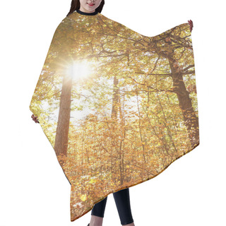 Personality  Sun, Trees With Yellow And Green Leaves In Autumnal Park At Day  Hair Cutting Cape