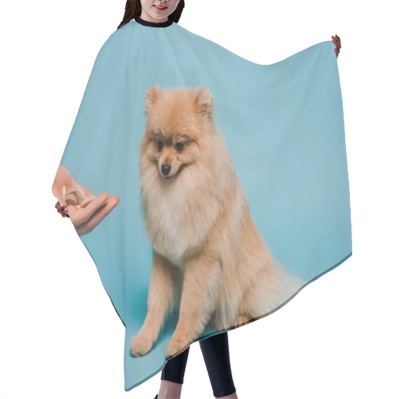 Personality  Cropped View Of Woman Holding Tablets In Hand Near Spitz Dog On Blue Hair Cutting Cape