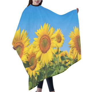 Personality  Yellow Sunflowers Grow In The Field. Agricultural Crops. Hair Cutting Cape