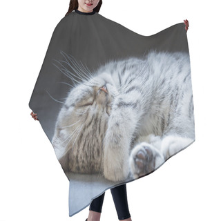 Personality  Black Silver Tabby Kitten Lying Lazy Hair Cutting Cape