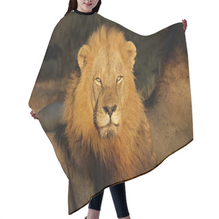 Personality  Big Male African Lion Hair Cutting Cape
