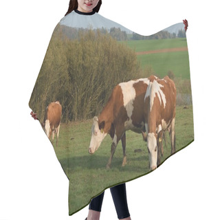 Personality  Three Cow On Pasture In Front Of The Bushes Hair Cutting Cape