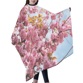 Personality  Blooming Pink Flowers On Twigs Of Cherry Tree Against Sky Hair Cutting Cape