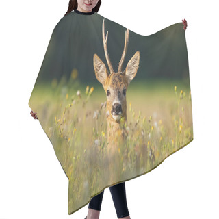Personality  Adult Roe Deer Buck With Long Antlers Hidden In Grass With Wildflowers Looking Hair Cutting Cape