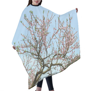 Personality  Peach Blossom Bloom In An Orchard Hair Cutting Cape