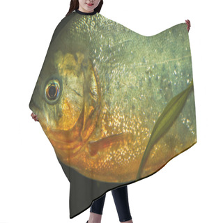 Personality  Red Bellied Piranha Fish Hair Cutting Cape