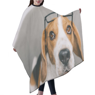 Personality  Selective Focus Of Beagle Dog In Glasses Sitting In Armchair  Hair Cutting Cape