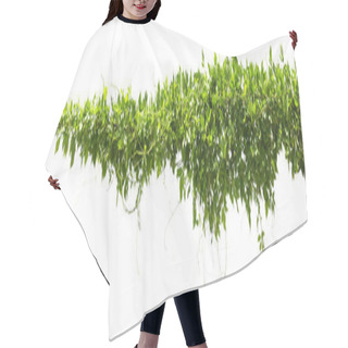 Personality  Vine Plants Isolate On White Background Hair Cutting Cape