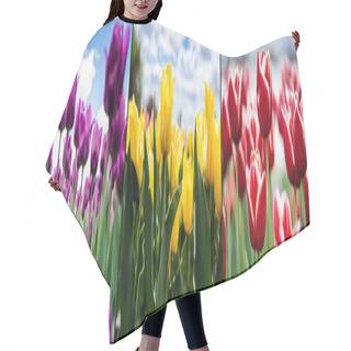 Personality  Collage Of Colorful Red, Yellow And Purple Tulips Against Blue Sky And Clouds, Panoramic Shot Hair Cutting Cape