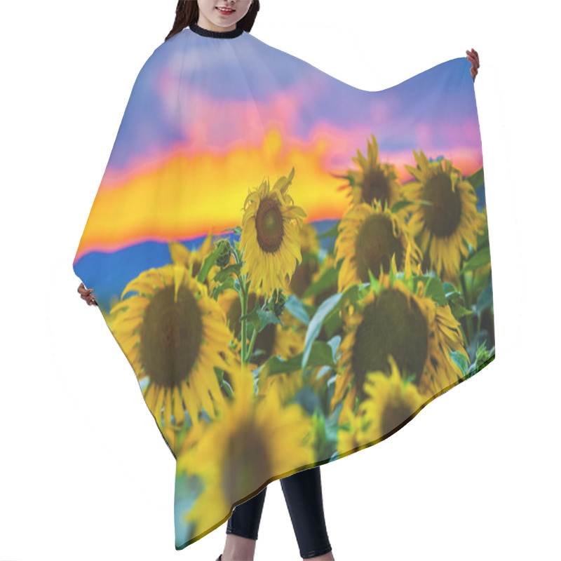 Personality  Close View Of Sunflowers On Summer Field Hair Cutting Cape