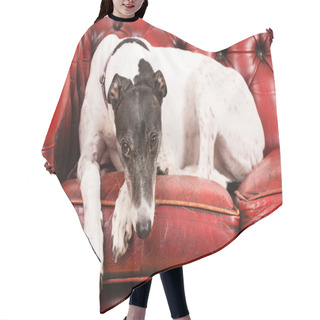Personality  White Greyhound On A Red Sofa Hair Cutting Cape