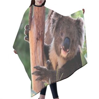 Personality  Victorian Koala In Eucalyptus Tree Hair Cutting Cape