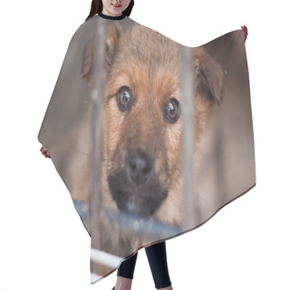 Personality  Portrait Of A Puppy Hair Cutting Cape