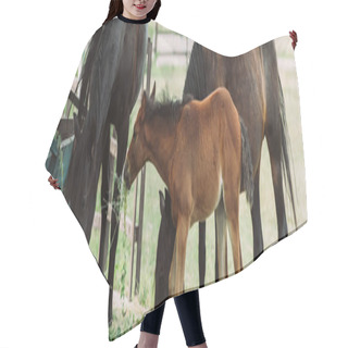 Personality  Horizontal Image Of Brown Horses With Colt Eating Hay On Farm Hair Cutting Cape